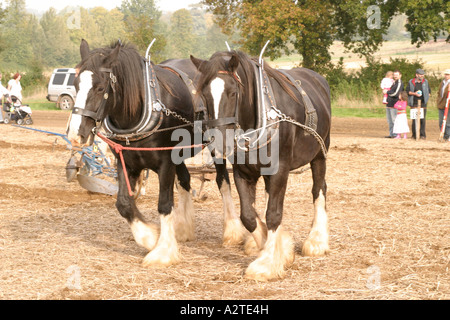 56th British National Ploughing Championships Loseley Park Surrey, October 2006 Stock Photo