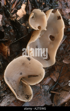 blistered cup (Peziza vesiculosa), fruiting bodies Stock Photo