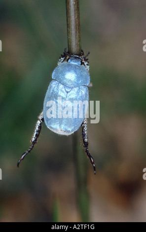 scarab beetle, lamellicorn beetle (dung beetle & chafer) (Hoplia coerulea), imago Stock Photo