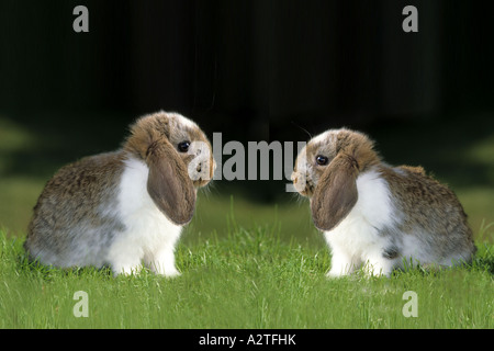 dwarf rabbit (Oryctolagus cuniculus f. domestica), Lop-eared dwarf rabbit Stock Photo
