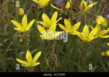 marsh saxifrage, yellow marsh saxifrage (Saxifraga hirculus), flowers Stock Photo