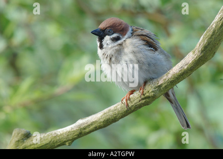 Eurasian tree sparrow (Passer montanus), male , Germany, Hesse Stock Photo