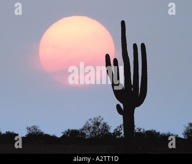 USA - ARIZONA: Giant Saguaro Cactus Stock Photo