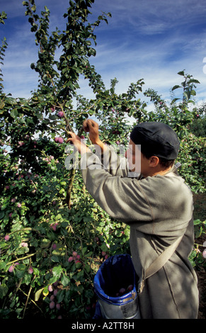 Harvesting plums in orchard {Prunus domesticus} Gl Stock Photo