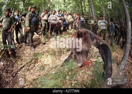 Dead european brown bear with hunters, Domnesti,  Carpathian Mountains, Romania Stock Photo