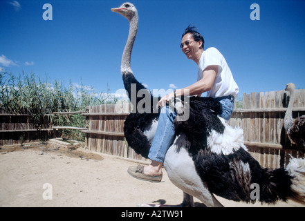 near Oudtshoorn Little Karoo Republic of South Africa Tourist riding ostrich Stock Photo
