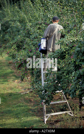 Harvesting plums in orchard {Prunus domesticus} Gloucestershire Stock Photo
