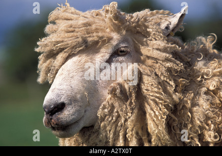 The 'Cotswold Lion' breed of sheep, Gloucestershire, UK Stock Photo