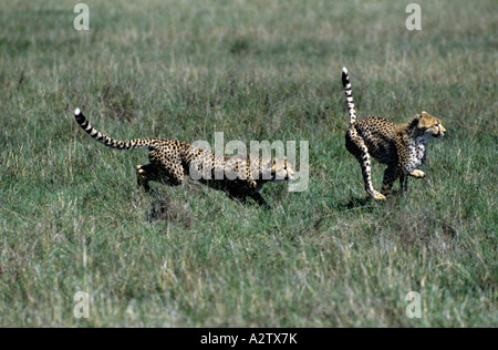 Young Cheetahs Acinonyx jubatus running Masai Mara Kenya Stock Photo