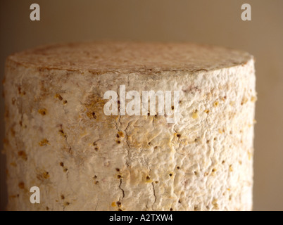 the rind of a young maturing stilton cheese showing the piecing hole used for the activation of the blue bacteria Stock Photo