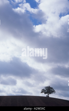 A lone English oak or Quercus robur tree silhouetted on the brow of a sloping hill of ploughed earth with huge cloudy sky above Stock Photo