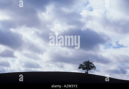 A lone English oak or Quercus robur tree silhouetted on the brow of a sloping hill of ploughed earth with huge cloudy sky above Stock Photo