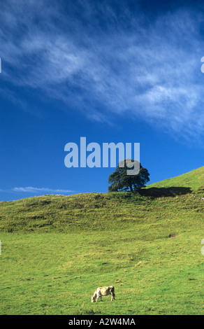 Solitary white and brown cow feeding on grass on steep hillside in early morning light under blue sky with distant oak tree Stock Photo