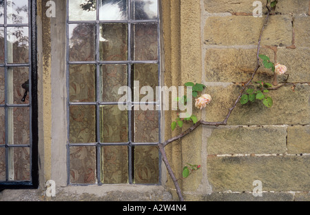 Single stem of climbing rose bush with pale orange flowers growing up sandstone wall next to leaded windows with curtains Stock Photo