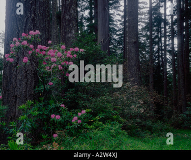 Wild rhododendrens bloom profusely in the foggy atmosphere of Redwood National Park in California
