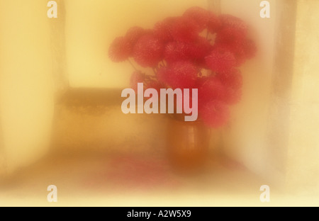Atmospheric close up of a bunch of deep red chrysanthemums in a brown clay vase in a warm sunlit painted alcove Stock Photo