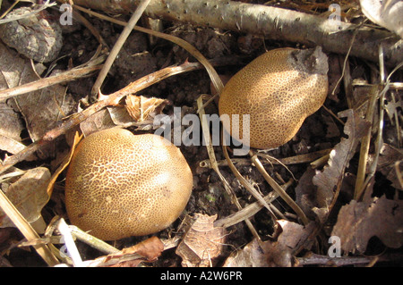 COMMON EARTHBALL fungus  - Scleroderma citrinum with its distinctive scaly yellow surface in a broadleaf forest near Sheffield. Stock Photo