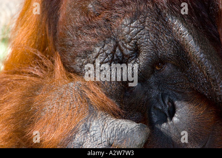 Male Bornean Orangutan portrait Stock Photo