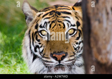 Sumatran Tiger looking from behind a tree Stock Photo