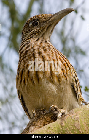 Greater Roadrunner perched in a Palo Brea Tree Stock Photo