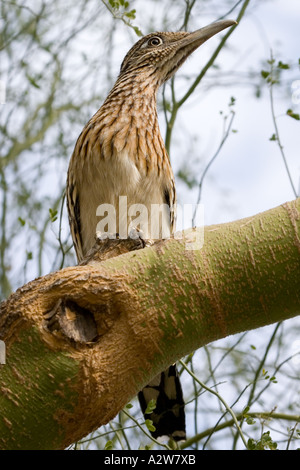 Young Greater Roadrunner perched in a Palo Brea Tree Stock Photo