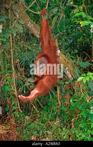 Male Sumatran orangutan (Pongo pygmaeus), Sumatra, Indonesia Stock Photo
