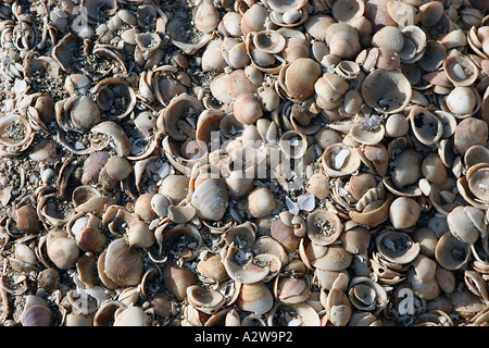 Sea shells on Habonim beach Israel Stock Photo