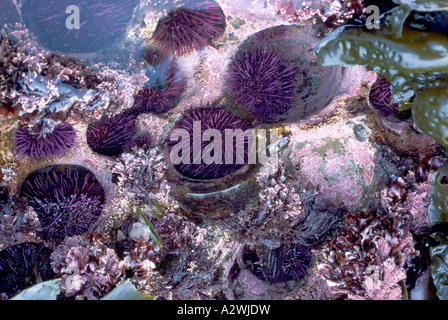 Purple Sea Urchins (Strongylocentrotus purpuratus) in a Tidal Pool on Vancouver Island British Columbia Canada Stock Photo