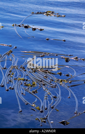 Bull Kelp (Nereocystis luetkeana) Forest floating along Surface of Pacific Ocean near Vancouver Island British Columbia Canada Stock Photo