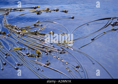 Bull Kelp (Nereocystis luetkeana) Forest floating along Surface of Pacific Ocean near Vancouver Island British Columbia Canada Stock Photo