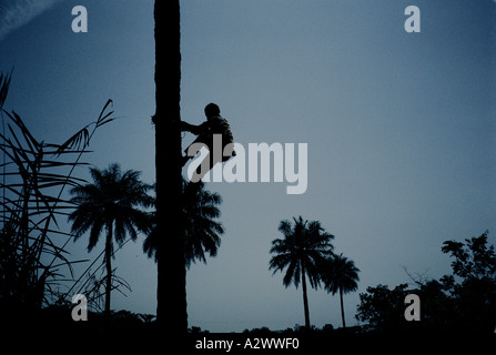 Man climbing palm tree Stock Photo - Alamy