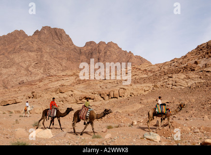 Bedouins on a camel below Mount Sinai in Egypt Stock Photo