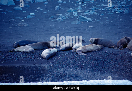 Northern elephant seal Mirounga angustirostris Mexico Pacific ocean Guadalupe Stock Photo