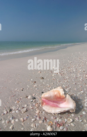 Seashells siesta key beach florida hi-res stock photography and images -  Alamy
