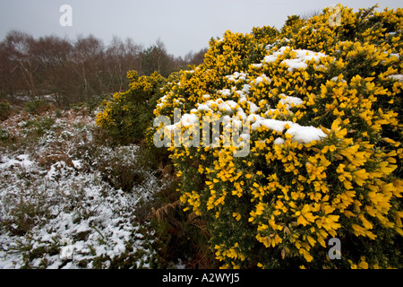 Gorse Ulex europaeus flowering in Winter snow on Kelling Heath Nature reserve Norfolk Stock Photo