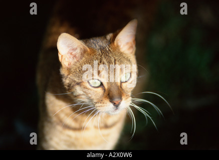 Close-up spotlit portrait of a tabby cat. Stock Photo