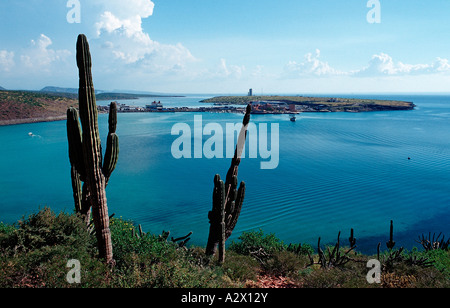 Cardon cactus on coast Pachycereus pringlei Mexico Sea of Cortez Baja California La Paz Stock Photo