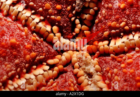 Commensal shrimp on a seastar Periclimenes soror Mexico Sea of Cortez Baja California La Paz Stock Photo