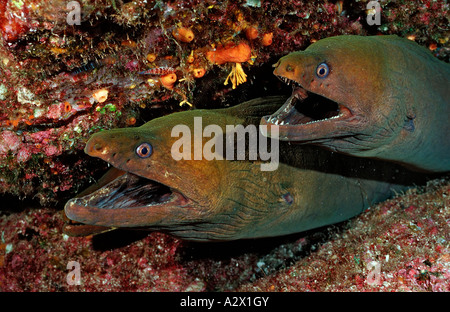 Panamic green moray eel Gymnothorax castaneus Mexico Sea of Cortez Baja California La Paz Stock Photo