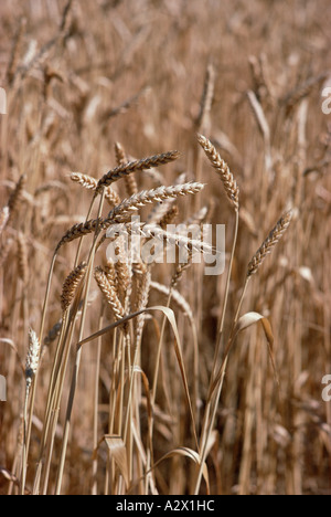 Agriculture. Ripe crop. Close up of wheat. New South Wales. Australia. Stock Photo