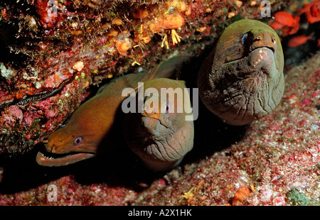 Panamic green moray eel Gymnothorax castaneus Mexico Sea of Cortez Baja California La Paz Stock Photo