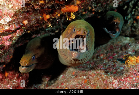 Panamic green moray eel Gymnothorax castaneus Mexico Sea of Cortez Baja California La Paz Stock Photo