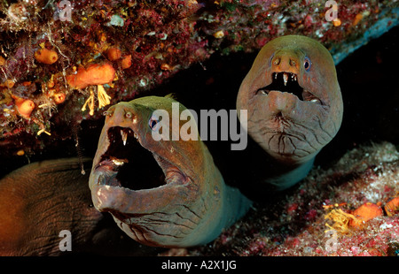 Panamic green moray eel Gymnothorax castaneus Mexico Sea of Cortez Baja California La Paz Stock Photo