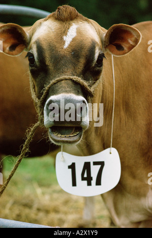 Farming / Agriculture. Livestock.  Cattle. Close-up of Jersey cow at farm show. Stock Photo