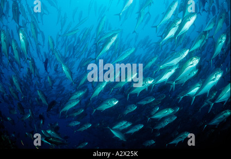 Schooling Bigeye trevally Caranx sexfasciatus Mexico Sea of Cortez Baja California La Paz Stock Photo