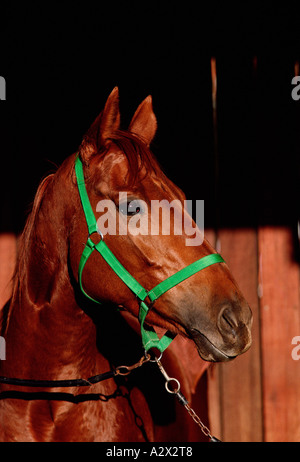 Portrait of chestnut horse tethered in stable. Stock Photo