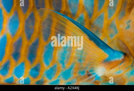 Skin details of blue barred parrotfish, Scarus ghobban, Bali Indonesia. Stock Photo