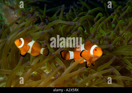Clown fishes , Amphiprion ocellaris, Sulawesi Indonesia Stock Photo