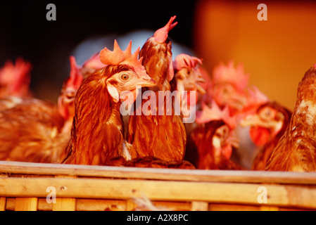 Farming. Poultry. Close-up of chicken hens in basket. Stock Photo