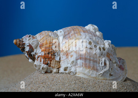 Old barnacle encrusted common whelk buccinum undatum shell. Stock Photo